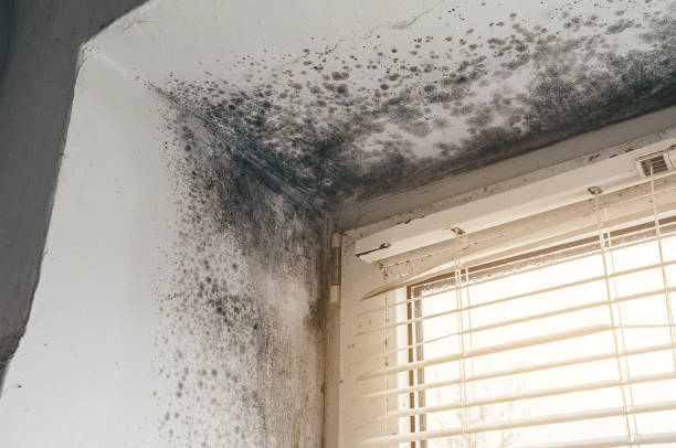 Affordable Black Mold Remediation solutions in Park Ridge, NJ