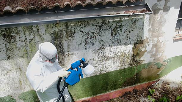 Top rated local Black Mold Remediation specialists in Park Ridge, NJ